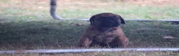 Presa Canario dogs for sale: World class presa canarios  - Advert 23