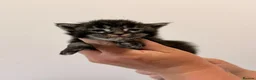 Maine Coon cats for sale: TICA registered Maine Coon kittens  - Advert 6