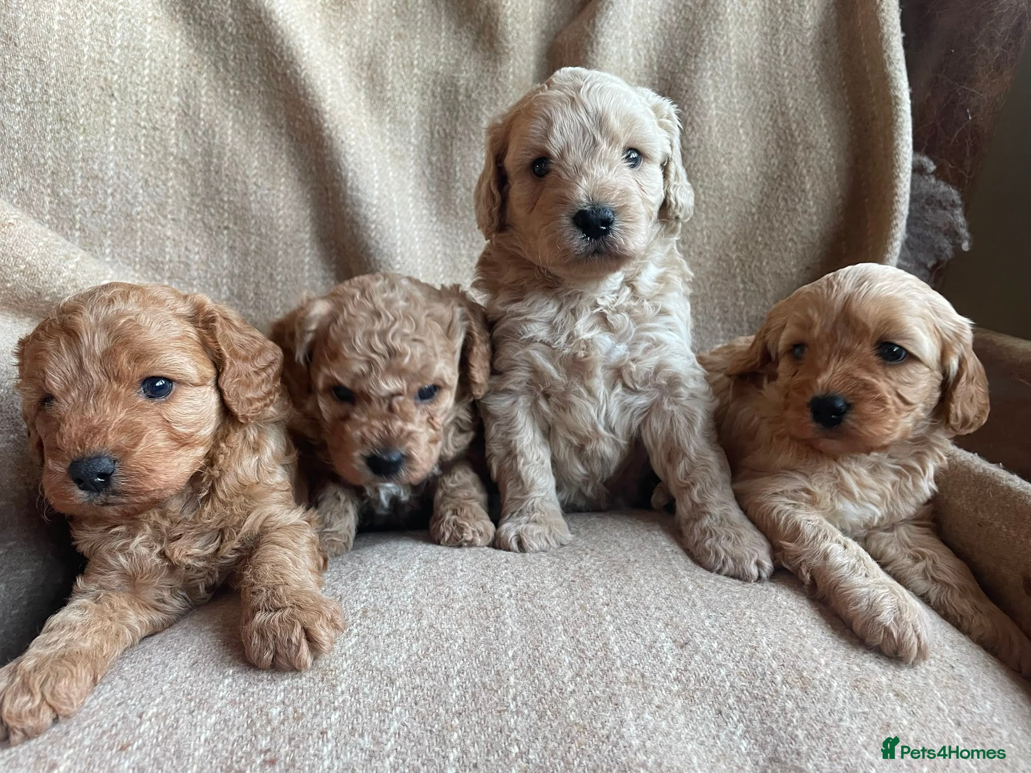 Cavapoochon dogs Beautiful Cavapoochon Puppies - Advert 1