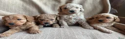 Cavapoochon dogs for sale: Beautiful Cavapoochon Puppies - Advert 3