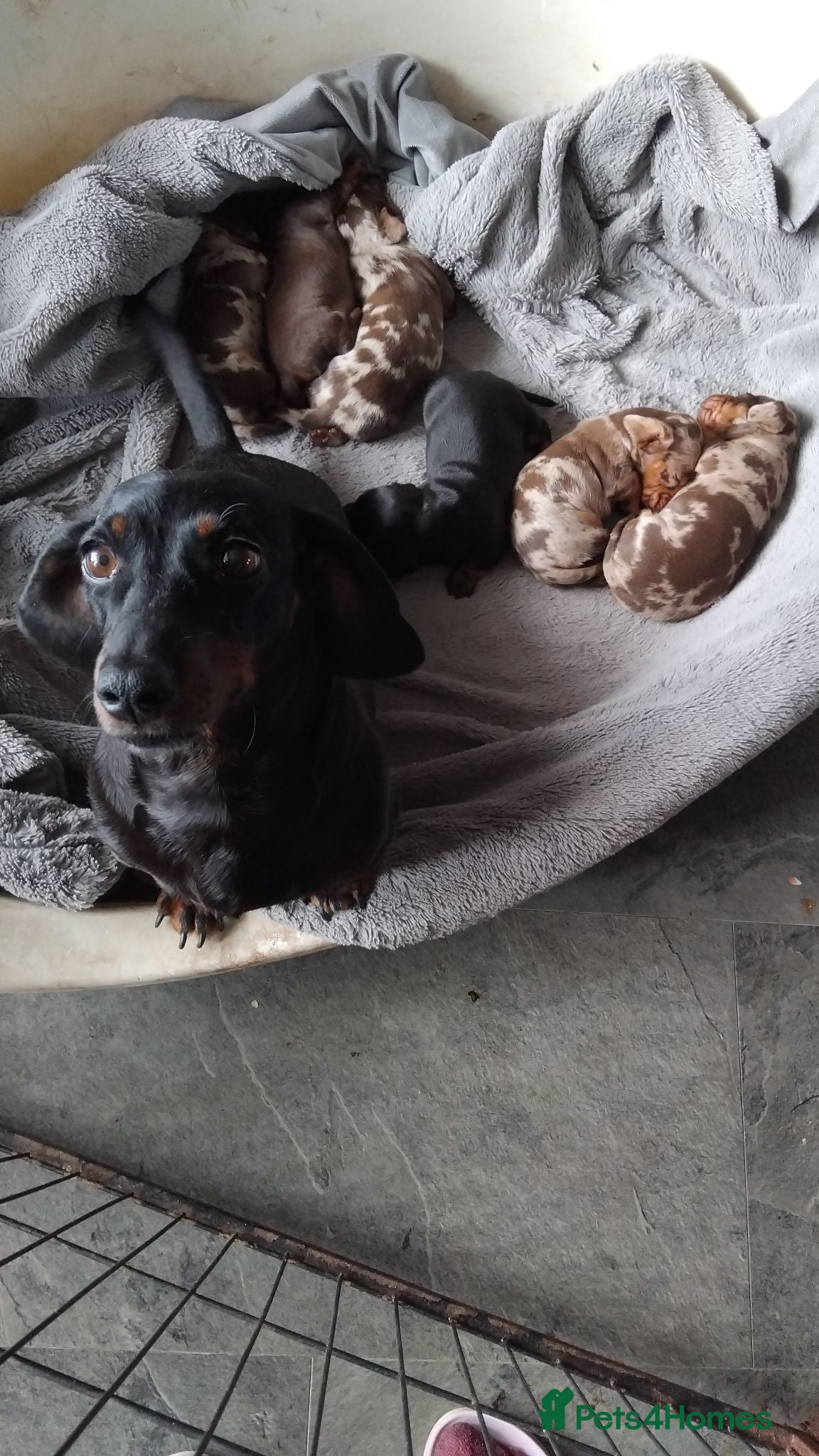 Miniature Dachshund dogs Miniature dashchund puppies  - Advert 1