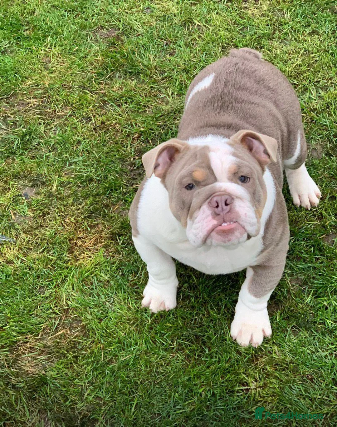 English Bulldog dogs for sale: Blue tri english bulldog  in Wisbech - Advert 2