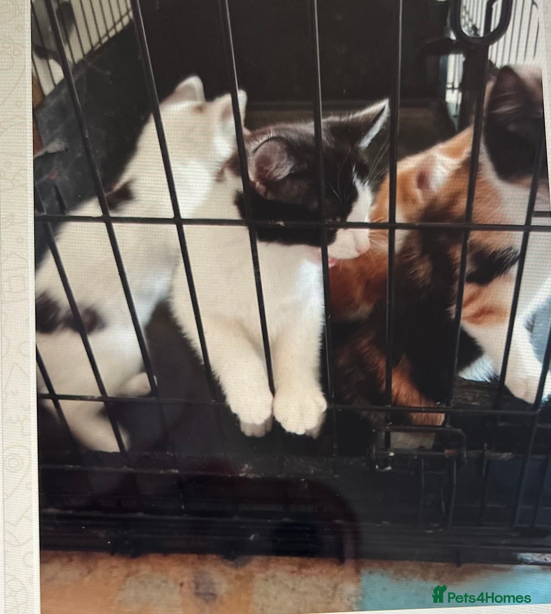 Mixed Breed cats for sale: Kittens - Image 4