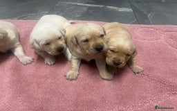 Labrador Retriever dogs for sale: Stunning Labrador puppys - Image 4