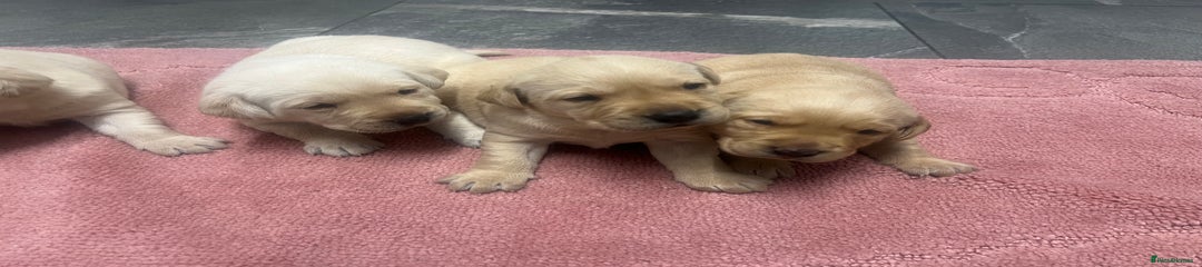 Labrador Retriever Puppy 6