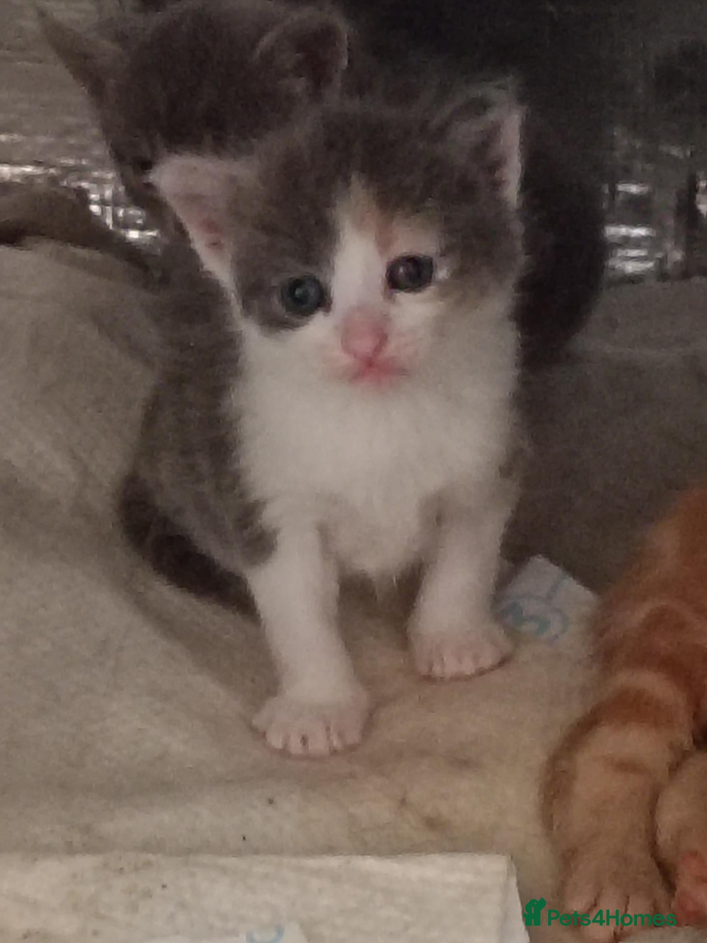 Mixed Breed cats Outstanding gorgeous, beautiful playful Kittens  - Advert 9