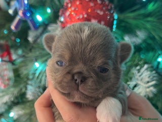 Chihuahua dogs 🩷Chihuahua puppies Thai genes🩷 - Advert 3