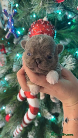 Chihuahua dogs 🩷Chihuahua puppies Thai genes🩷 - Advert 1