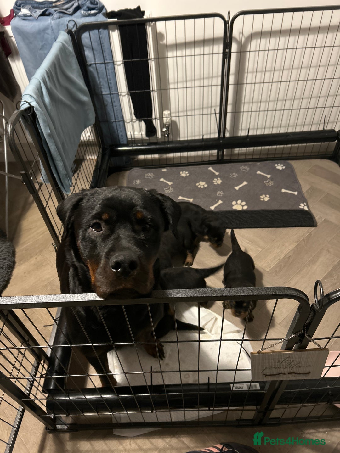 Rottweiler dogs for sale: Rottweiler puppies  - Image 8