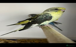 Budgerigars birds for sale: Budgerigars for sale mixed ages mixed genders - Image 8