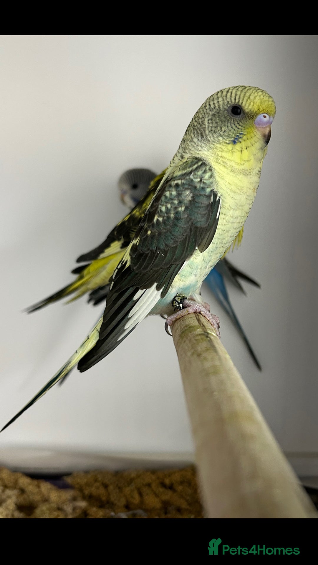 Budgerigars birds for sale: Budgerigars for sale mixed ages mixed genders - Image 8