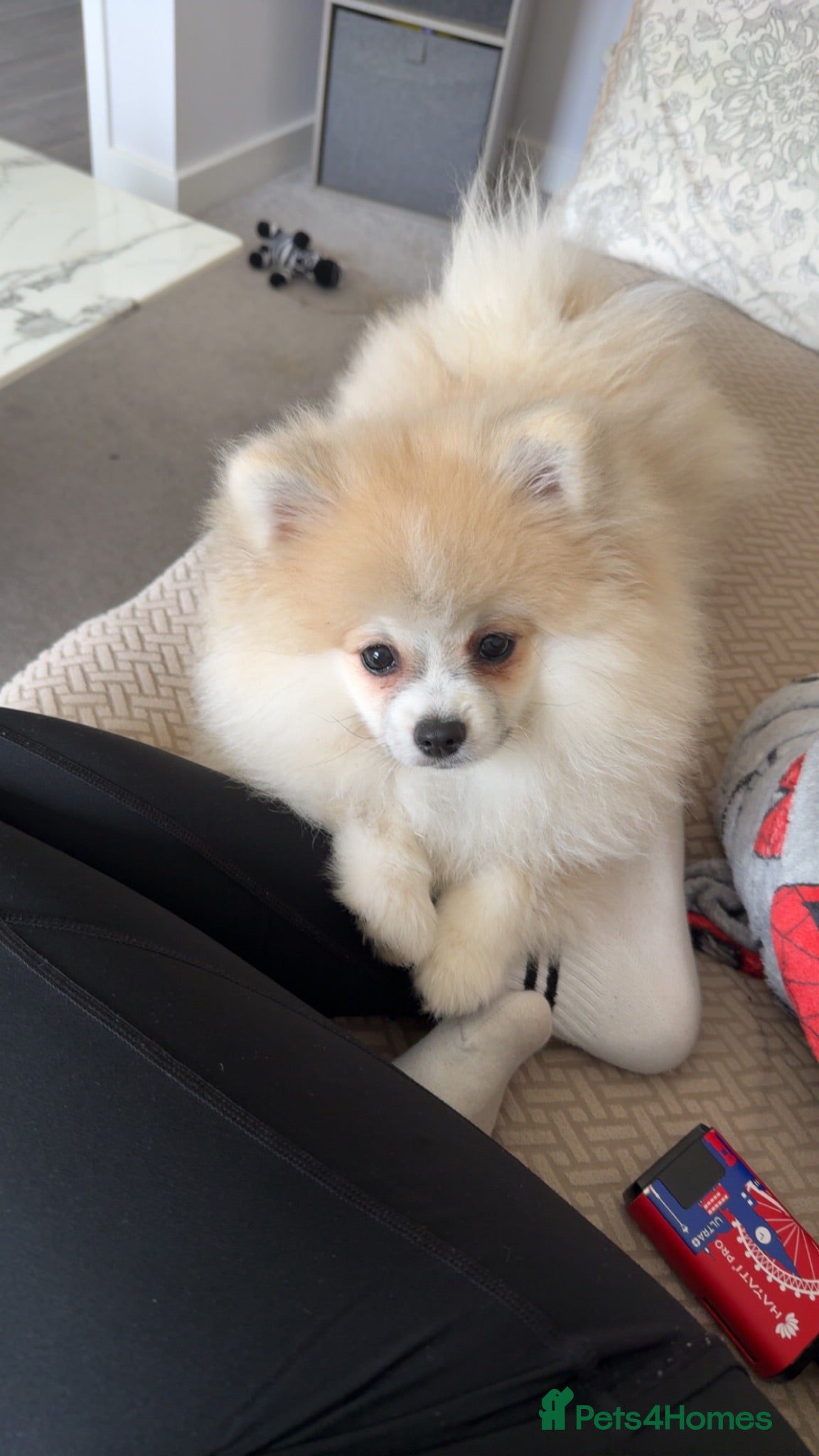 Pomeranian dogs Female Pomeranian 8 months  - Advert 4