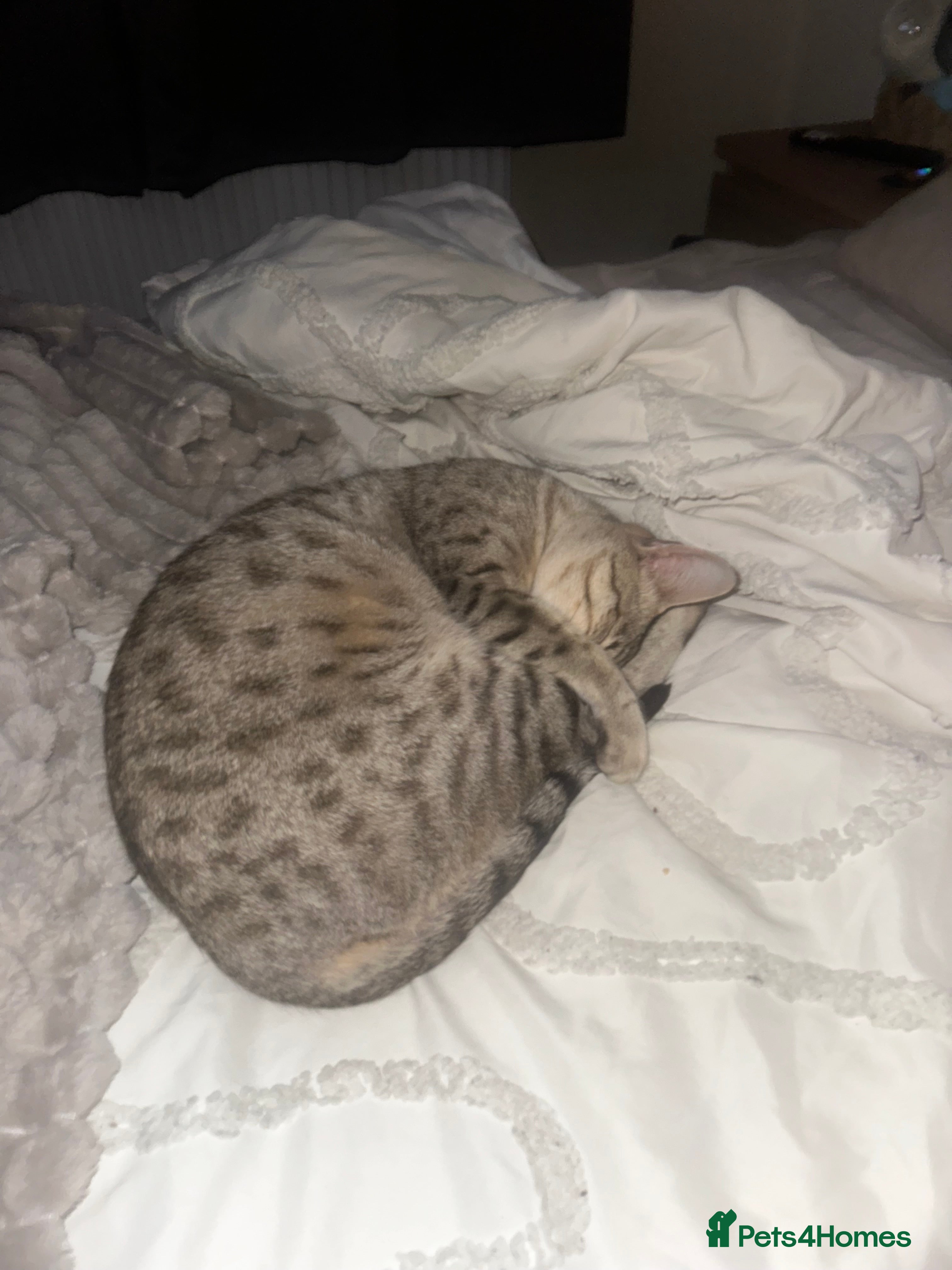 Bengal cats 2 year old female bengal - Advert 1