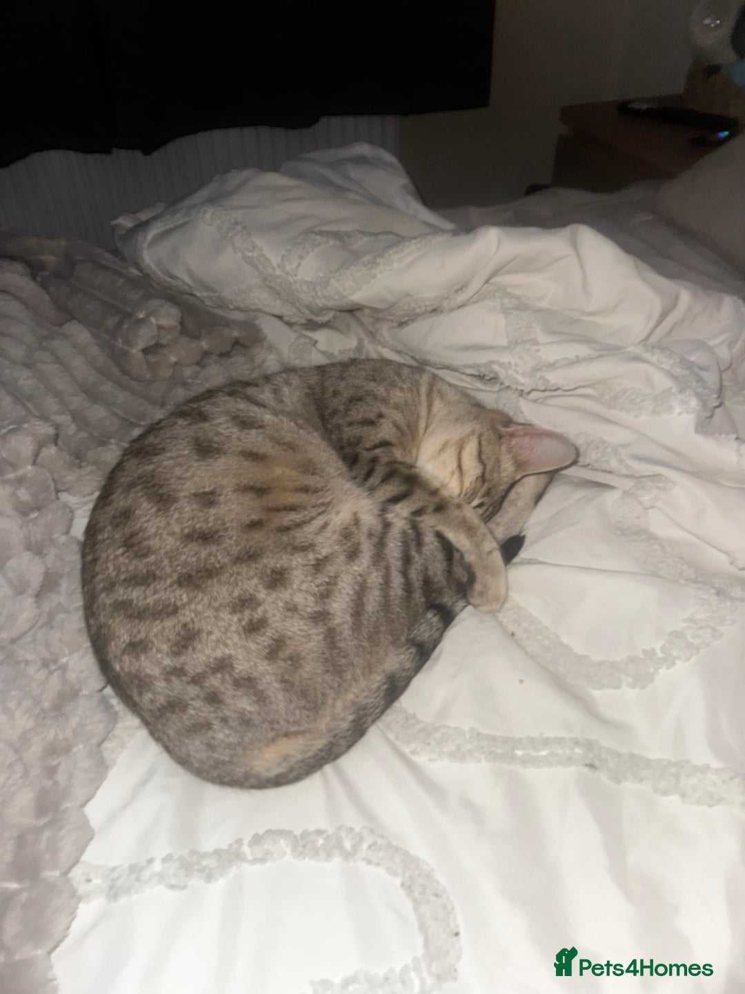 Bengal cats for sale: 2 year old female bengal - Advert 1
