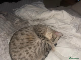 Bengal cats 2 year old female bengal - Advert 3