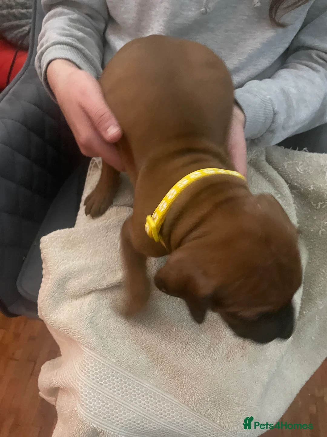 Rhodesian Ridgeback dogs for sale: Beautiful Rhodesian Ridgeback pups - Advert 9