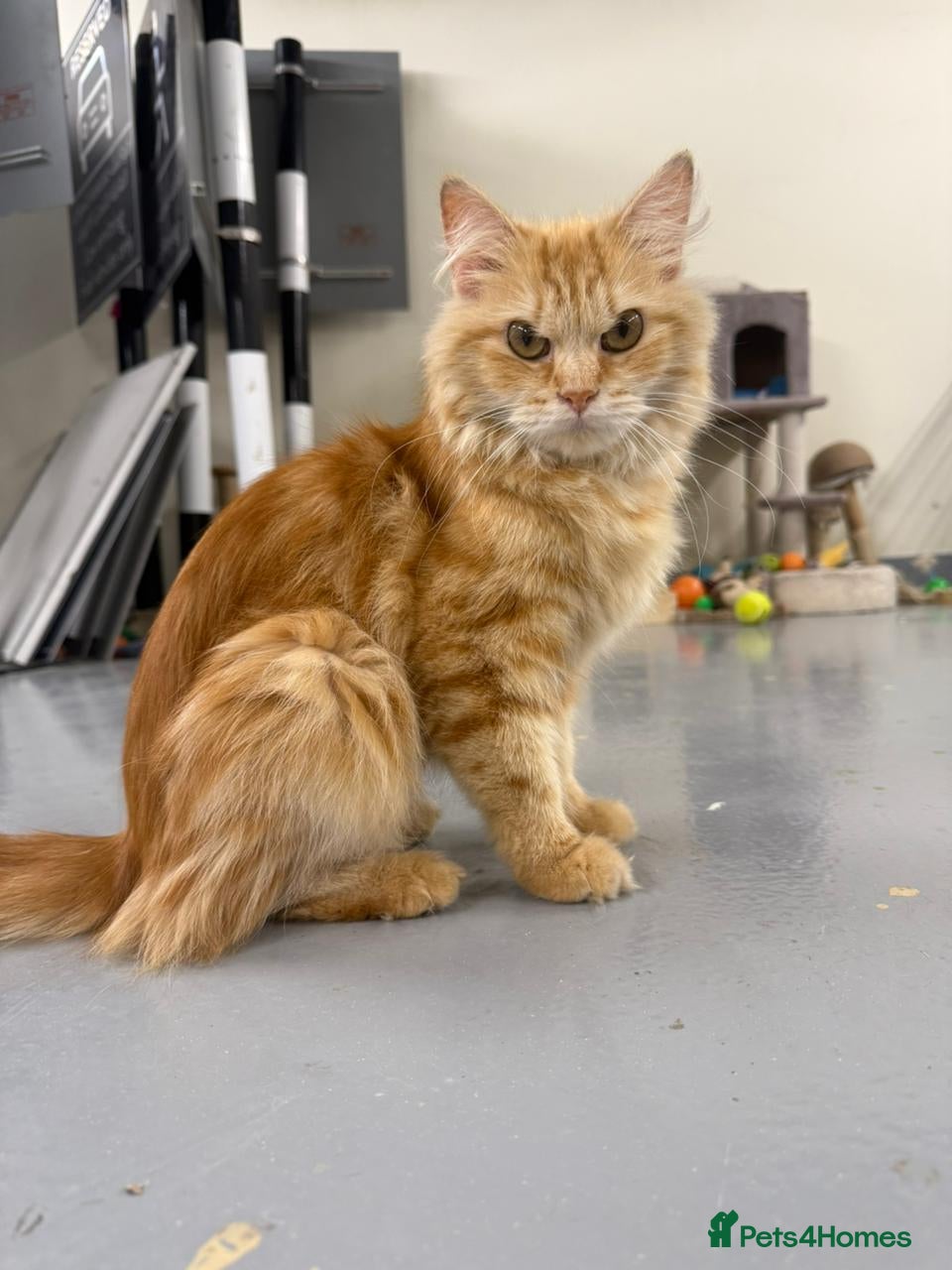 Mixed Breed cats HARK-MIX PERSIAN CUDDLY BOY NEUTERED VACCINATED - Advert 1