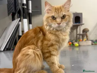 Mixed Breed cats HARK-MIX PERSIAN CUDDLY BOY NEUTERED VACCINATED - Advert 1