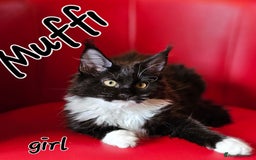 Maine Coon cats for sale: Pure breed Maine Coons Kittens  - Image 15