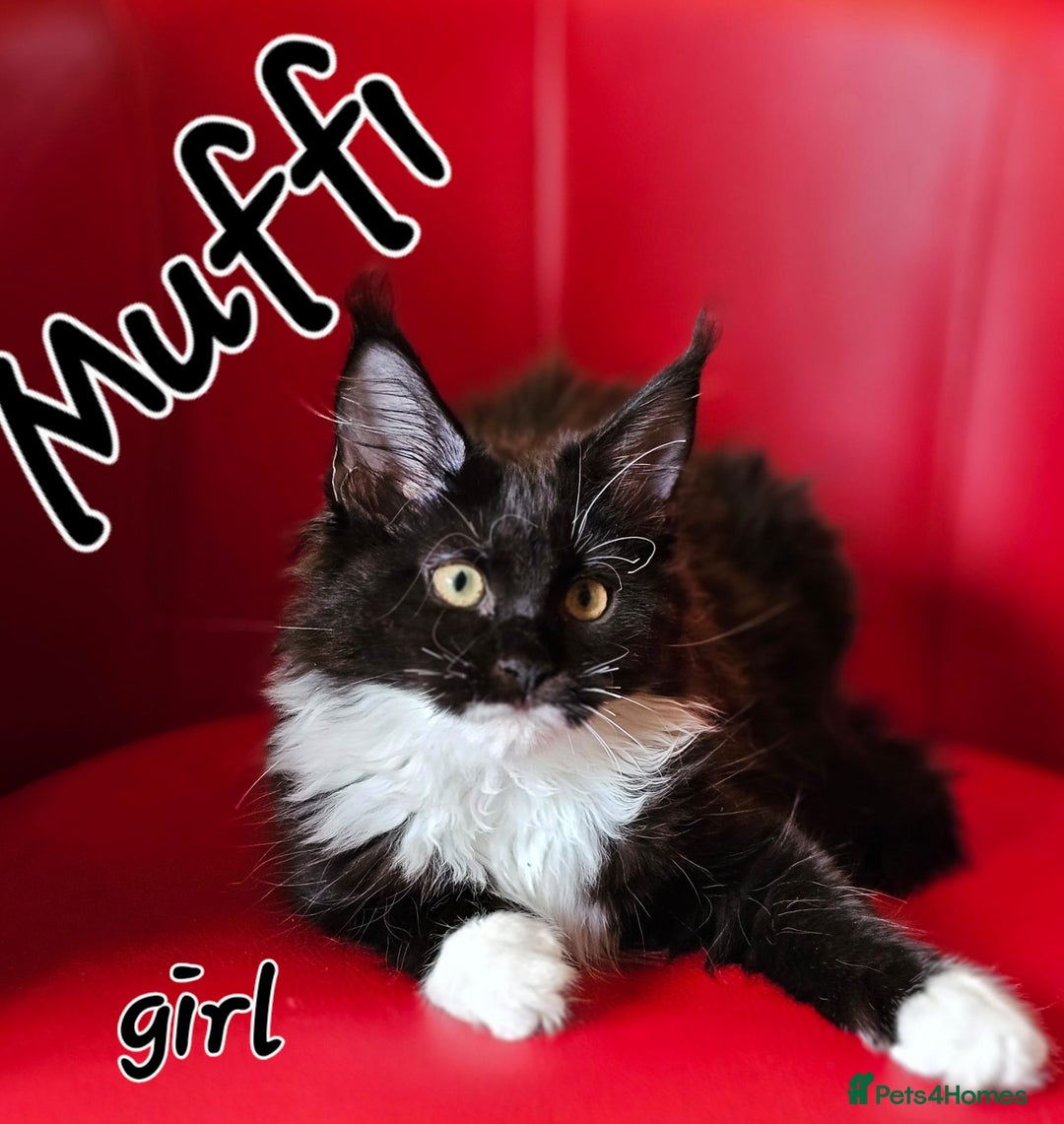 Maine Coon cats for sale: Pure breed Maine Coons Kittens  - Image 15