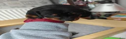 Dachshund dogs for sale: Dachshund Puppies in Redditch - Advert 6