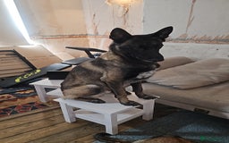 Belgian Shepherd Dog dogs for sale: Full belgium malinois puppies - Image 5