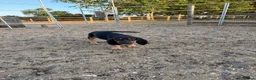 Bloodhound dogs for sale: Bloodhound puppies  in Dereham - Advert 5