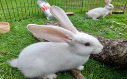 Continental Giant rabbits for sale: Beautiful Pure Giant Continental Babies  - Image 8
