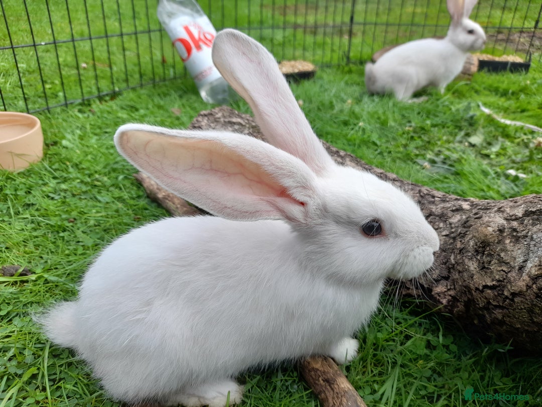 Continental Giant rabbits for sale: Beautiful Pure Giant Continental Babies  - Image 8
