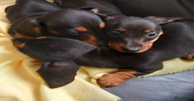 Dachshund dogs - Advert 3
