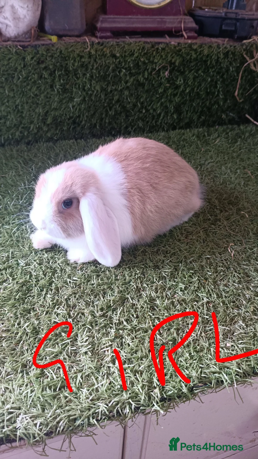 Mini Lop rabbits for sale: Mini lops  - Advert 2
