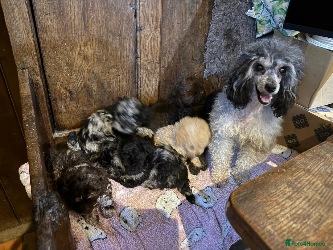 Toy Poodle dogs for sale: GORGEOUS Toy Poodles, DNA health tested parents  - Advert 2