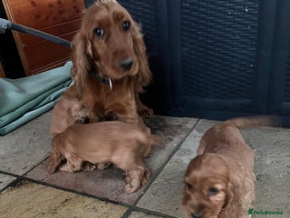 Cocker Spaniel dogs for sale: Cocker spaniel - Advert 1