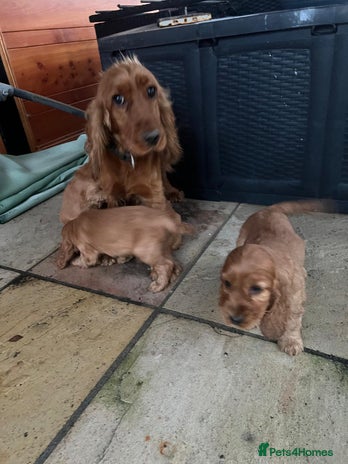 Cocker Spaniel dogs Cocker spaniel - Advert 1