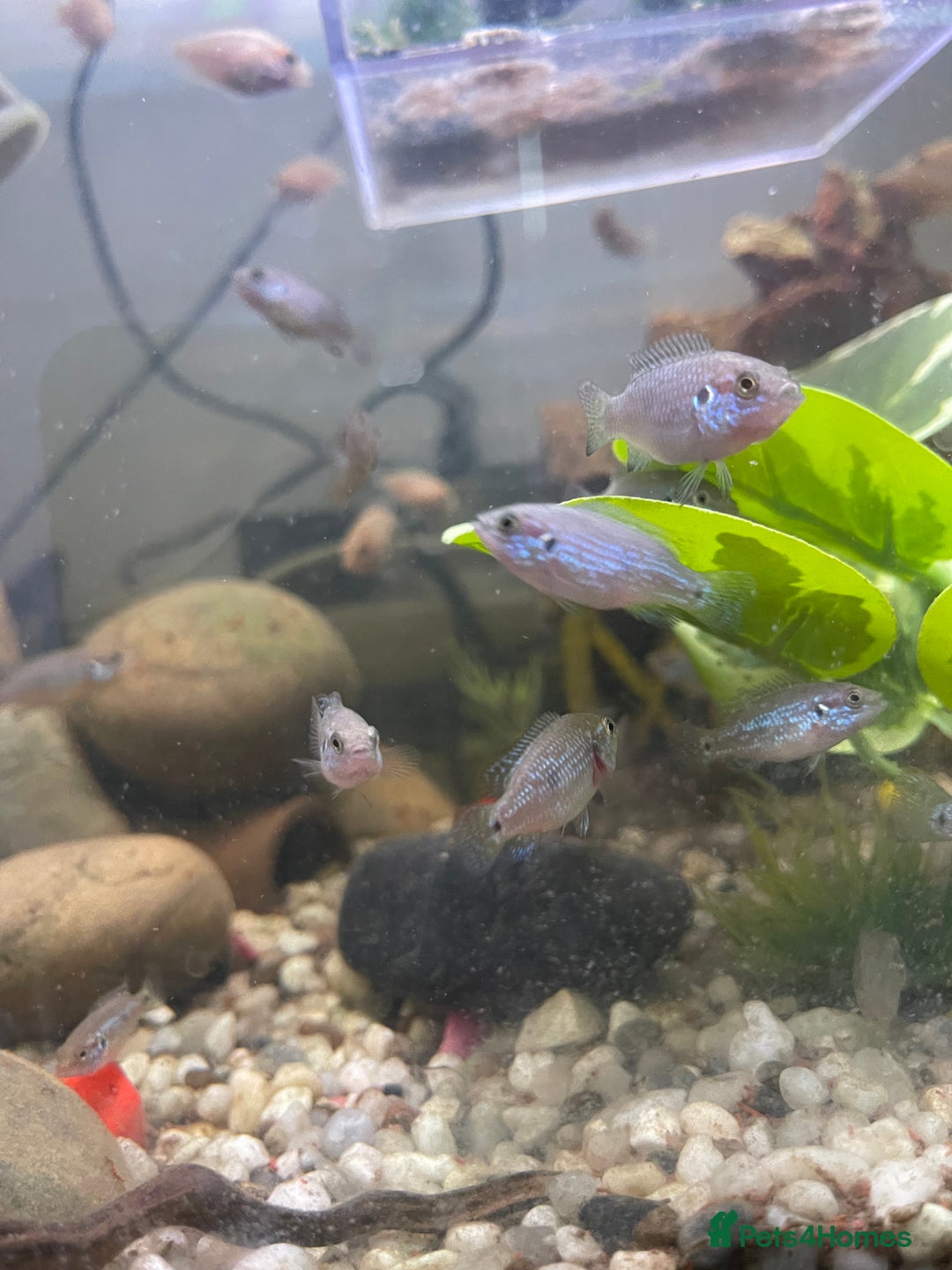 Other/Mixed Breed fish for sale: Jewel cichlid 🐠  - Image 2
