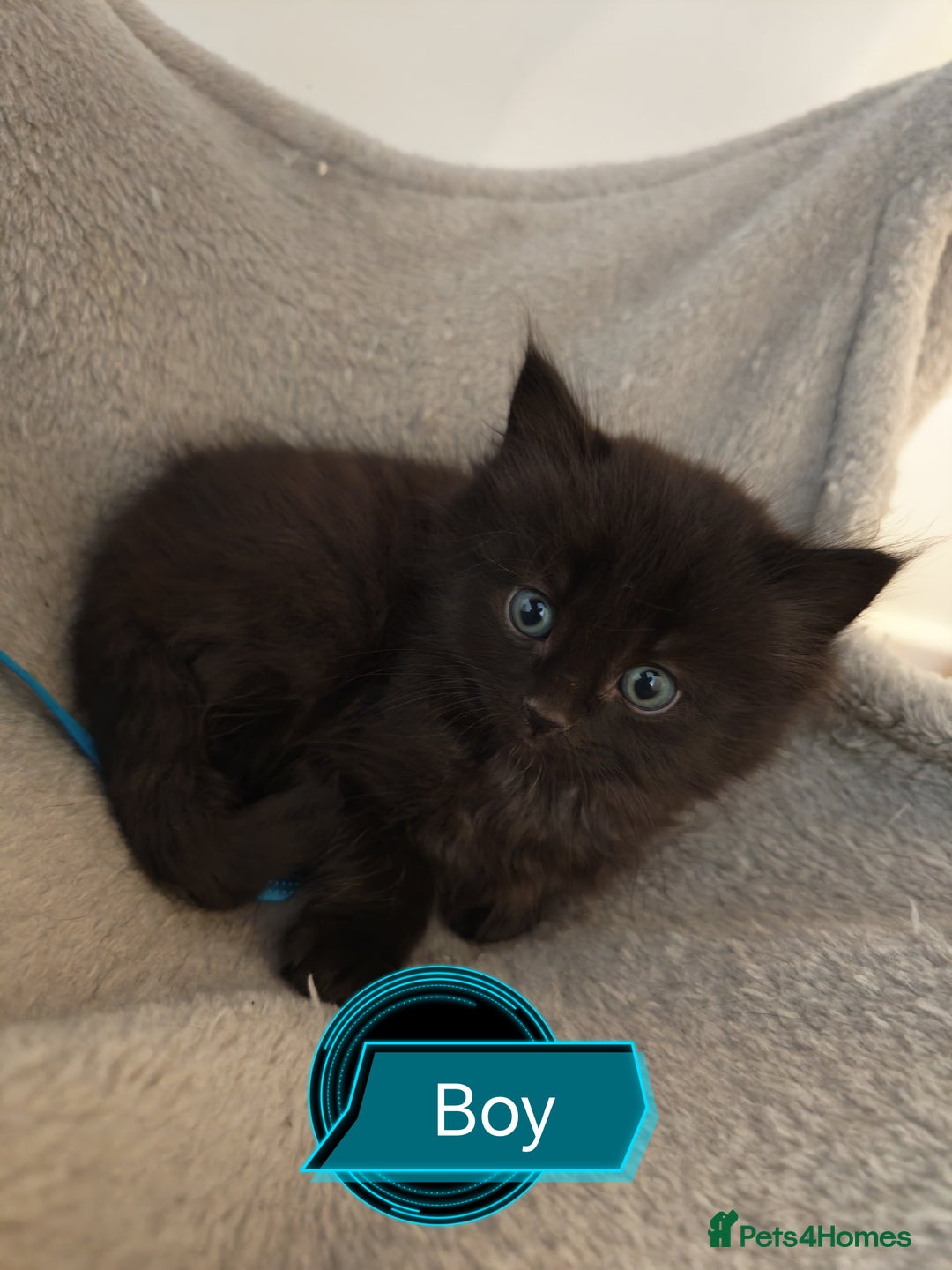 Siamese cats for sale: 🐾 Beautiful Half Siamese Kittens Ready Soon 🐾 - Image 4