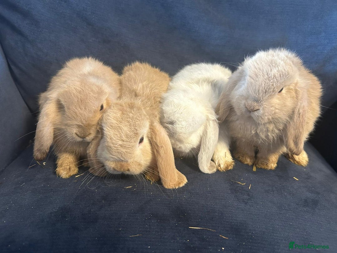 Mini Lop rabbits for sale: Pure Breed Mini Lop baby bunnies ready 1st Aug - Image 3