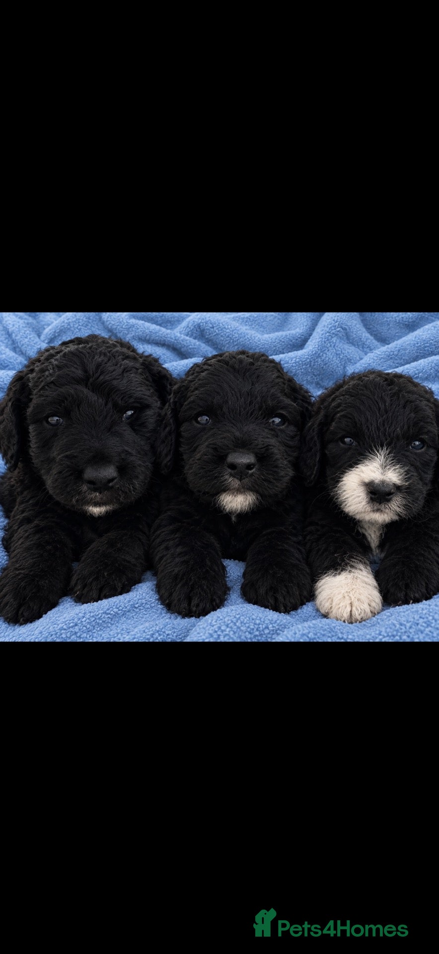 Cockapoo dogs 2 male 1 female cocapoo puppies  - Advert 1