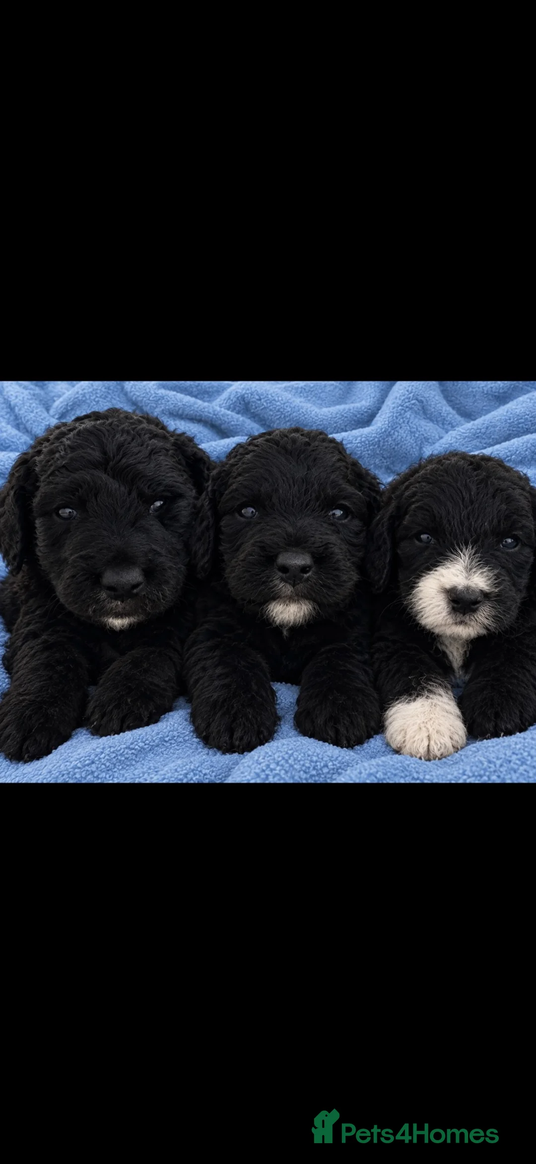 Cockapoo dogs for sale: 2 male 1 female cocapoo puppies  in Pontyclun - Advert 1