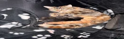 Mixed Breed cats for sale: Kittens for sale  in Radstock - Advert 3
