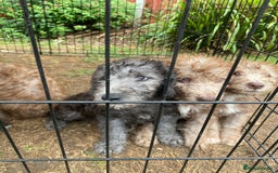 Bedlington Terrier dogs for sale: Bedlington Terrier puppies for sale in Hertford - Image 23