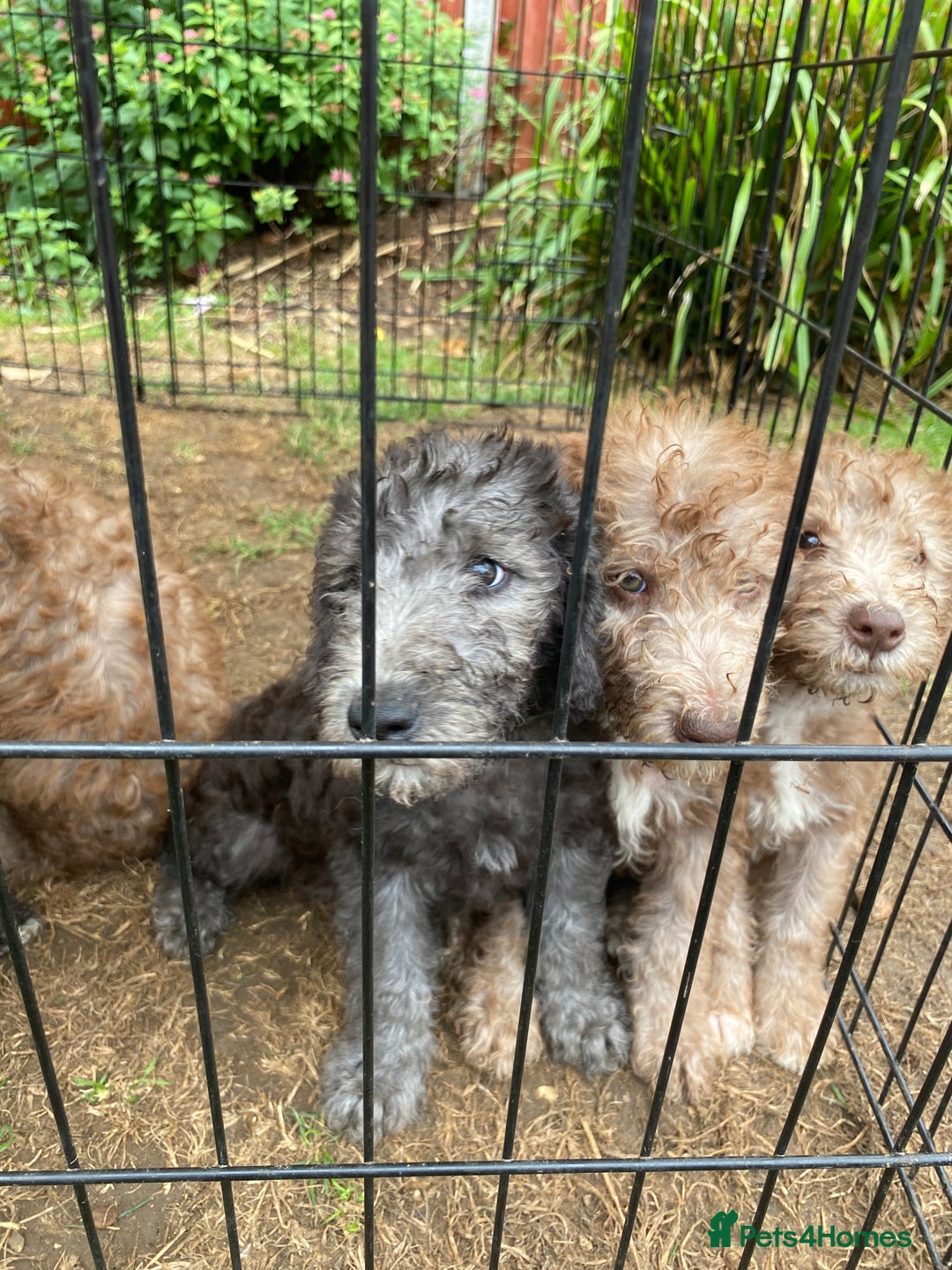 Bedlington Terrier dogs for sale: Bedlington Terrier puppies for sale in Hertford - Image 23
