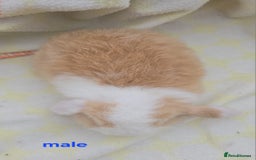 Mini Lop rabbits for sale:  stunning mini  lops   in Uxbridge - Image 8