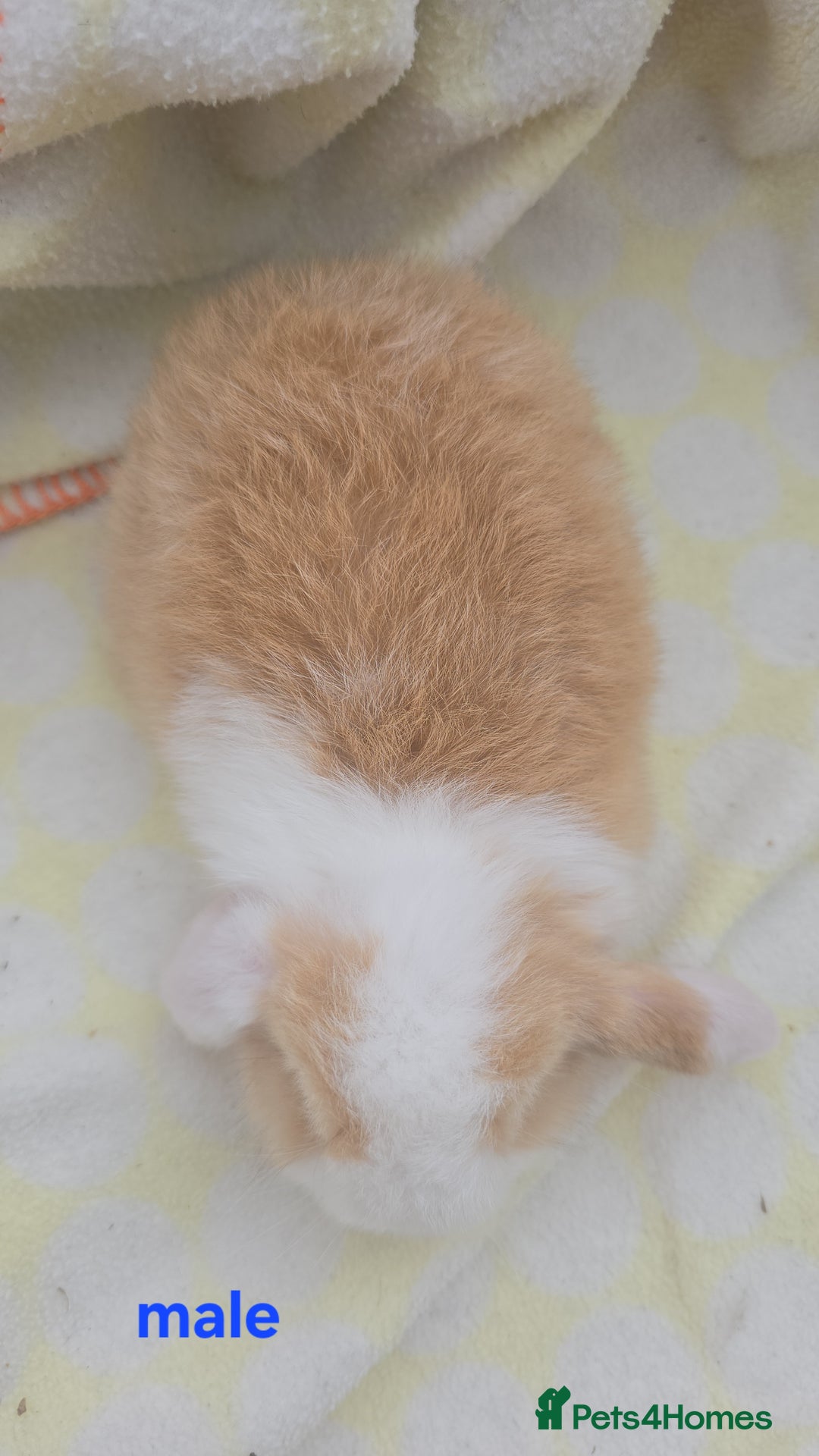 Mini Lop rabbits for sale:  stunning mini  lops   in Uxbridge - Image 8