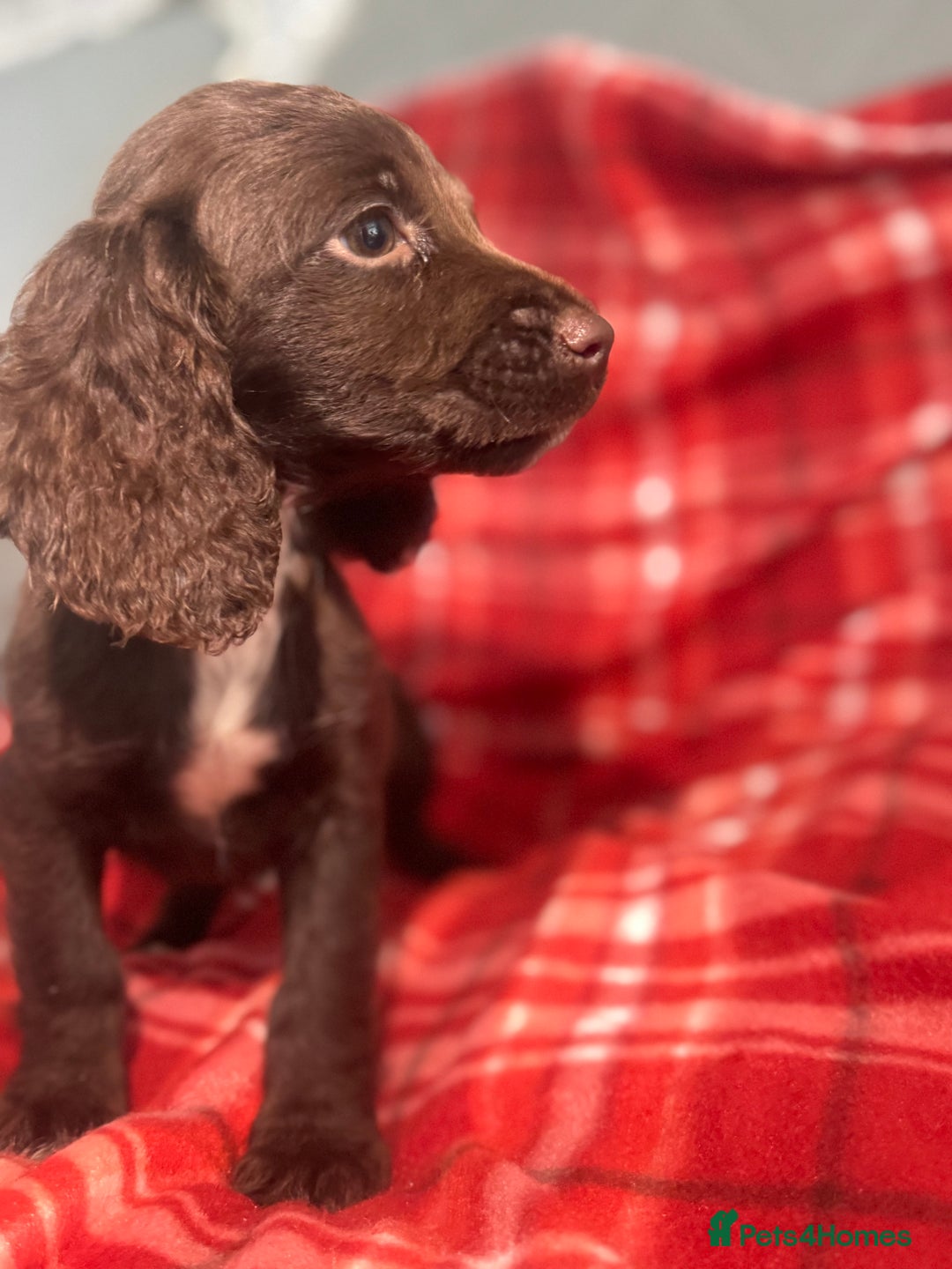 Cocker Spaniel dogs for sale: Cocker spaniel puppies  - Image 6