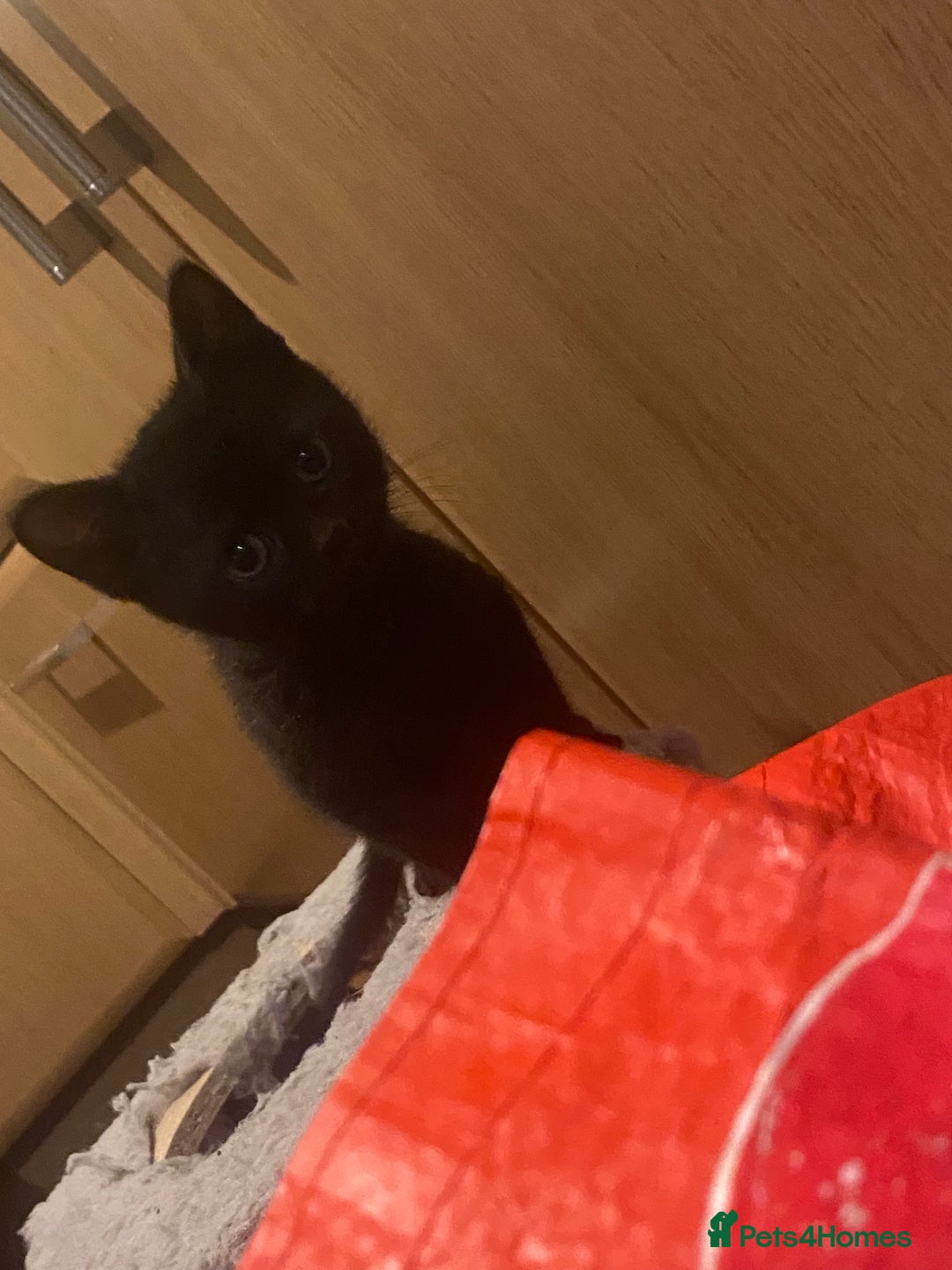 Mixed Breed cats for sale: 3 Beutiful kittens - Image 10