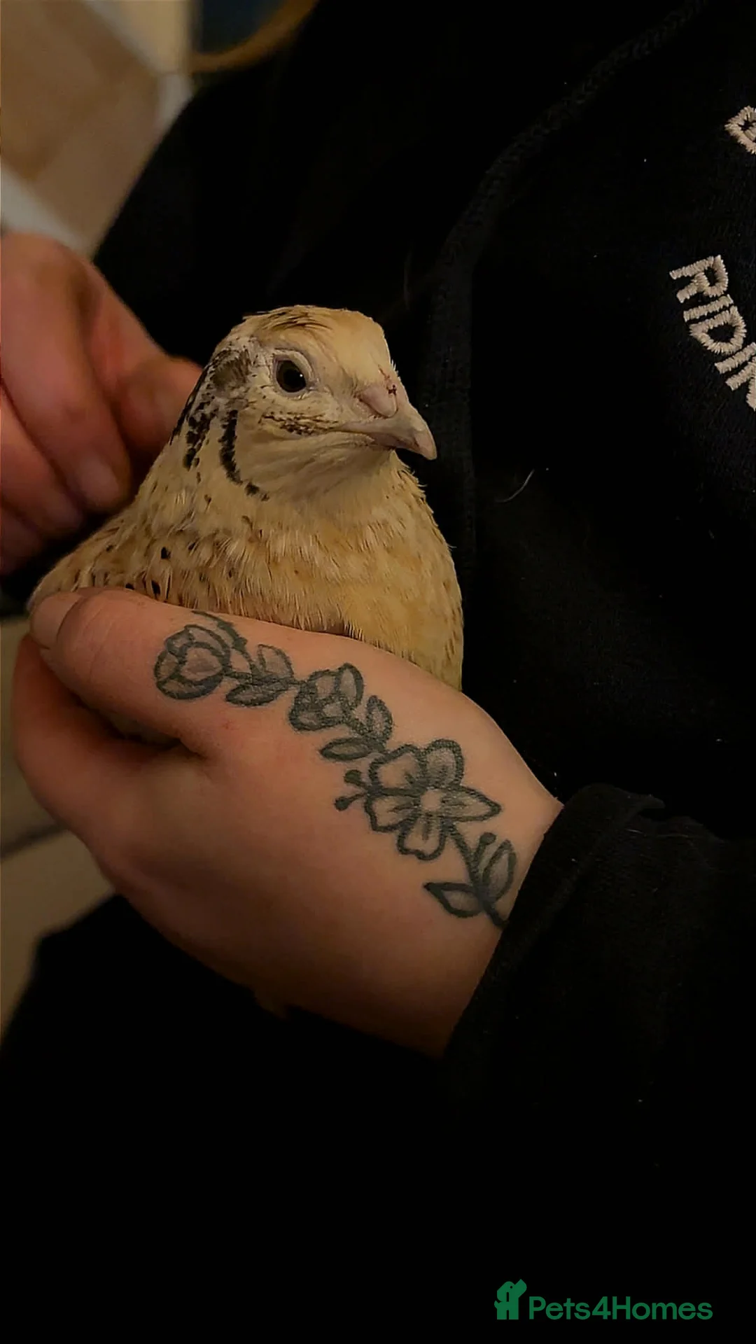 Quail poultry for sale: Two female quail  - Advert 3