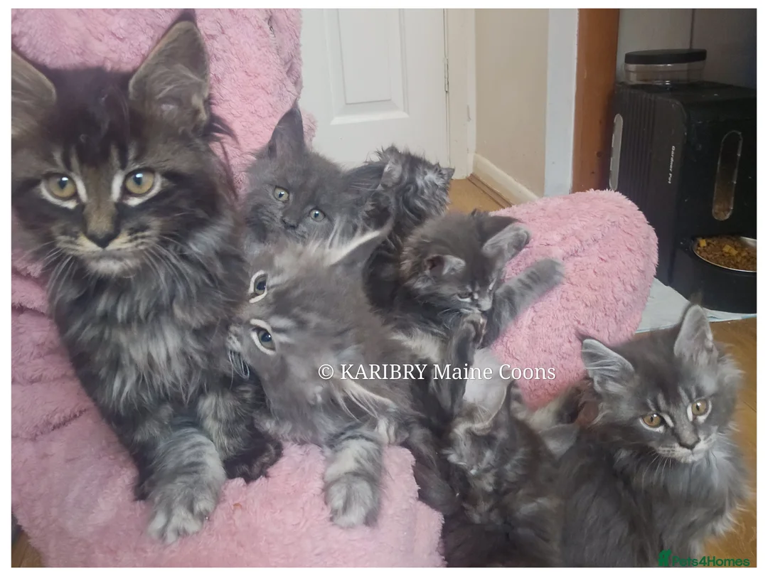 Maine Coon cats for sale: Quality Maine Coon kittens TICA registered  - Advert 6