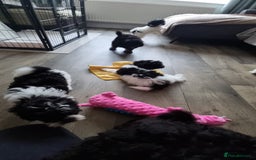 Cockapoo dogs for sale: Fully Vaccinated Best Friend Sofa Companions 🥰   - Image 25