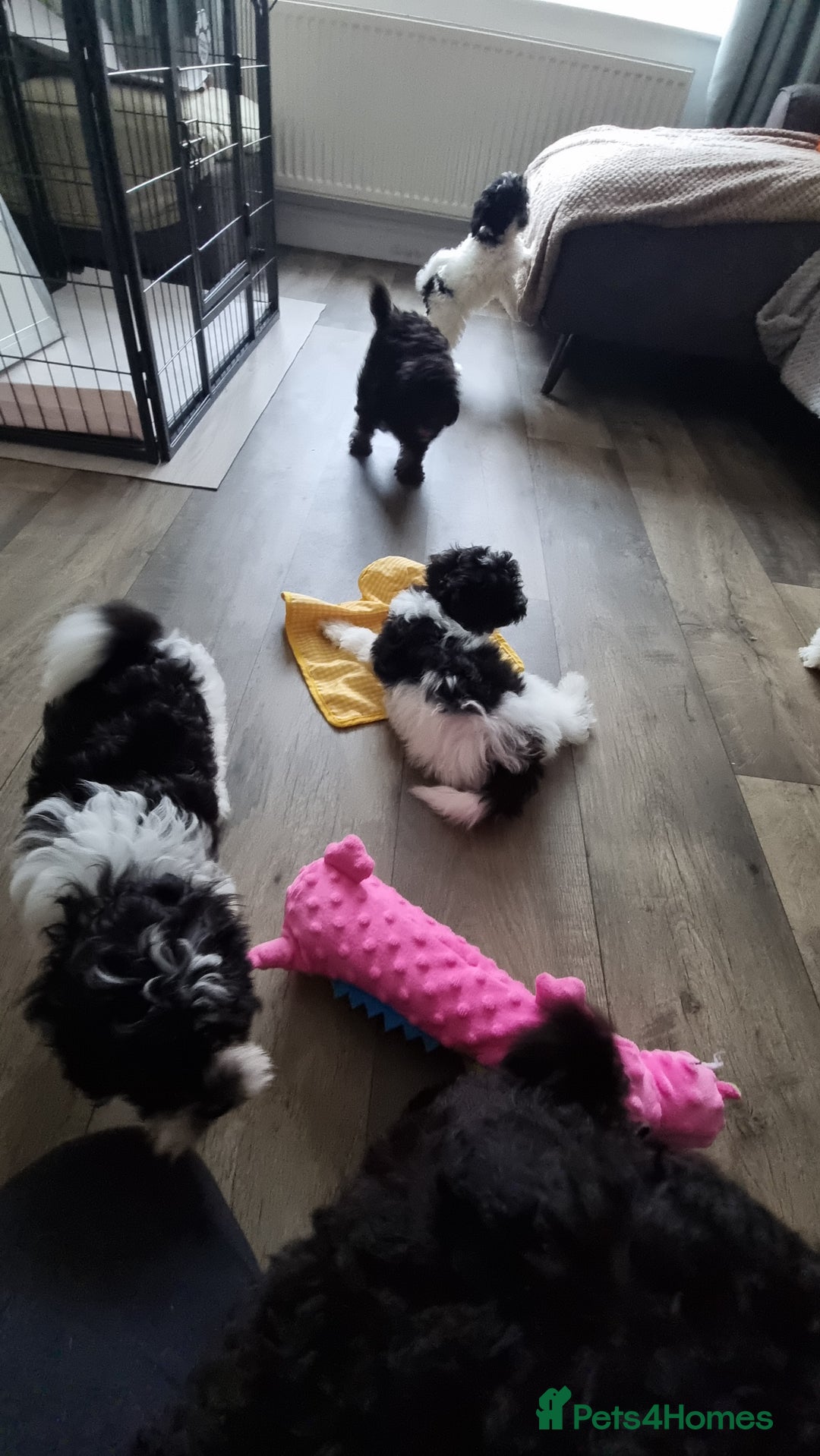 Cockapoo dogs for sale: Fully Vaccinated Best Friend Sofa Companions 🥰   - Image 25